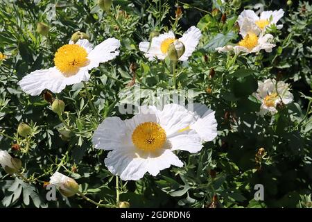 Romneya coulteri kalifornischer Baummohn – große, zerknirschte, mohn-ähnliche Blüten mit weißen äußeren Blütenblättern und gelben Staubbeuteln-Boss, Juli, England, Großbritannien Stockfoto