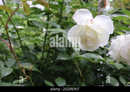 Rosa ‘Iceberg’ (floribunda Rose) Rose Iceberg – doppelt weiße, mittelgroße Blüten, Juli, England, Großbritannien Stockfoto