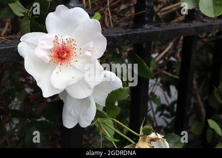 Rosa ‘Jacqueline du Pre’ (Strauchrose) Rose Jacqueline du Pre – einzelne weiße Blüten mit mehreren roten Staubgefäßen, Juli, England, Großbritannien Stockfoto