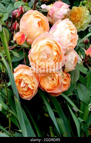 Rosa ‘Lady of Shalott’ (Strauchrose) Rose Lady of Shalott – Trauben von doppelten Aprikosen-Orangenblüten, Juli, England, Großbritannien Stockfoto