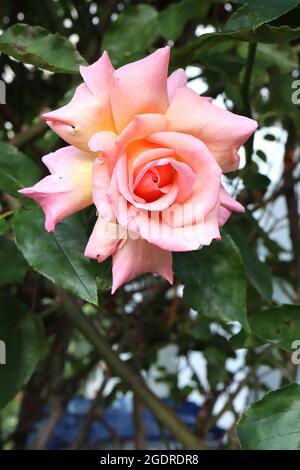 Rosa ‘Gloria Dei’ (HT) Rose Peace – duftende große gelbe cremefarbene Blüten mit rosa Rändern, Juli, England, Großbritannien Stockfoto