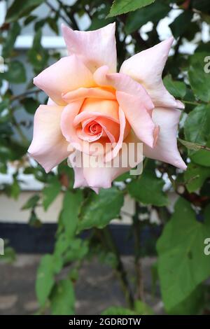 Rosa ‘Gloria Dei’ (HT) Rose Peace – duftende große gelbe cremefarbene Blüten mit rosa Rändern, Juli, England, Großbritannien Stockfoto