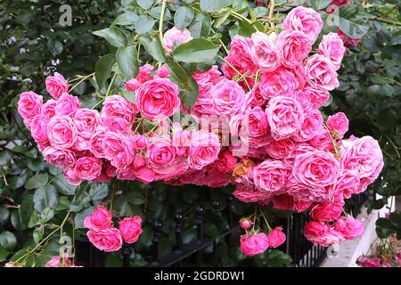 Rosa ‘Raubritter’ (hybride Macrantha-Strauchrose) Rose Raubritter – große Gruppen von doppelt tiefen und mittelrosa Blüten, Juli, England, Großbritannien Stockfoto