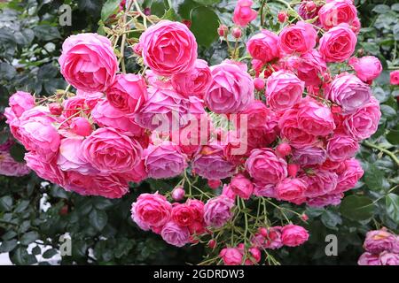 Rosa ‘Raubritter’ (hybride Macrantha-Strauchrose) Rose Raubritter – große Gruppen von doppelt tiefen und mittelrosa Blüten, Juli, England, Großbritannien Stockfoto