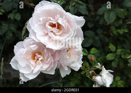 Rosa ‘the Generous Gardener’ (Kletterrose) stieg The Generous Gardener – kleine Gruppen von halbdoppelten weißen Blüten mit einem schwachen rosa Farbton, Juli, Großbritannien Stockfoto