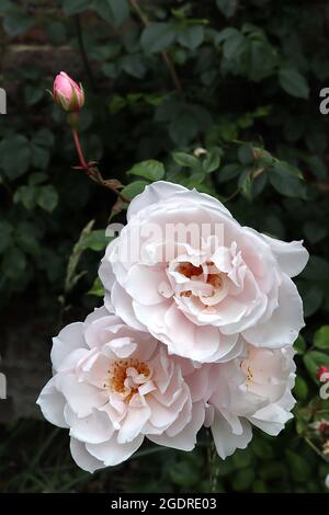 Rosa ‘the Generous Gardener’ (Kletterrose) stieg The Generous Gardener – kleine Gruppen von halbdoppelten weißen Blüten mit einem schwachen rosa Farbton, Juli, Großbritannien Stockfoto