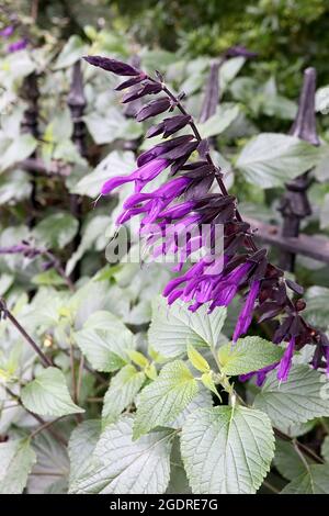 Salvia ‘Amistad‘ Sage Amistad – tiefviolette röhrenförmige Blüten auf schwarzen Stielen, Juli, England, Großbritannien Stockfoto