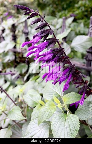 Salvia ‘Amistad‘ Sage Amistad – tiefviolette röhrenförmige Blüten auf schwarzen Stielen, Juli, England, Großbritannien Stockfoto