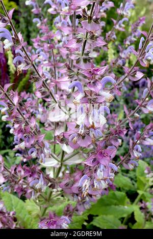 Salvia Sclarea Clary Salbei - aufrechte Trauben aus zweilippigen weißen und malvenblauen Blüten, durchsetzt mit violetten Hochblättern, Juli, England, Großbritannien Stockfoto