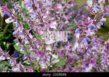 Salvia Sclarea Clary Salbei - aufrechte Trauben aus zweilippigen weißen und malvenblauen Blüten, durchsetzt mit violetten Hochblättern, Juli, England, Großbritannien Stockfoto