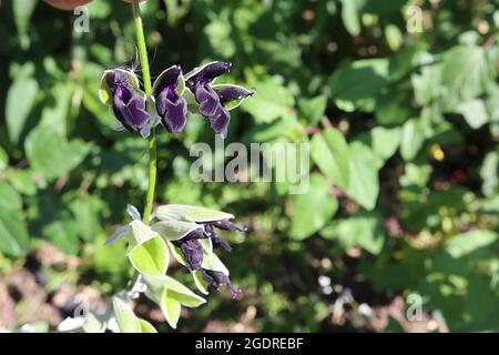 Salvia verfärbt den silberblättrigen Salbei der Anden – kleine Gruppen von zweilippigen, dunkelvioletten schwarzen Blüten an drahtrigen Stielen, Juli, England, Großbritannien Stockfoto