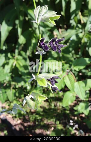 Salvia verfärbt den silberblättrigen Salbei der Anden – kleine Gruppen von zweilippigen, dunkelvioletten schwarzen Blüten an drahtrigen Stielen, Juli, England, Großbritannien Stockfoto