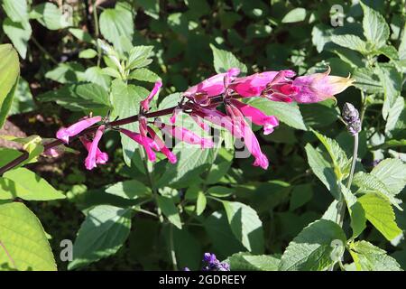 Salvia involucrata ‘Boutin’ Rosy-Blatt-Salbei – röhrenförmige, tiefviolette Blüten und salbeiartige Blätter, Juli, England, Großbritannien Stockfoto