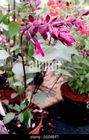 Salvia ‘Love and Wishes’ Salbei Love and Wishes – geschwungenes Racemes aus ineinandergreifenden burgunderroten Kelchen und tiefrosa Blüten auf violetten Stielen, Juli, England Stockfoto