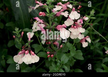 Salvia greggii ‘Erdbeeren und Creme’ Salbei Erdbeeren und Creme – aufrechte Trauben aus kleinen zweilippigen Blüten, cremefarbener Unterlippe und tiefem Pink Stockfoto