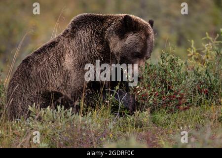 Ein brauner Grizzlybär (Ursus arctos horribilis) frisst im Denali National Park, Alaska, Speckbeeren. Stockfoto