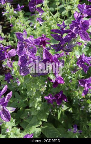 Salvia viridis var comata ‘Blauer Montag’ jährlicher Clary Blauer Montag – aufrechte Stängel purpurner Hochblätter mit tiefen violetten Adern, unterhalb des kleinen Eisstopfes mittelgrün Stockfoto