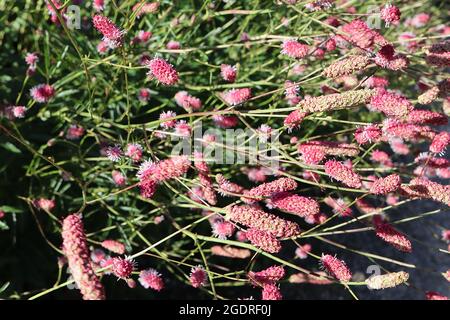 Sanguisorba officinalis ‘Pink Tanna’ große burnett Pink Tanna – Masse von zylindrischen Clustern von tiefrosa Blüten auf drahtige Stiele, Juli, England, Großbritannien Stockfoto