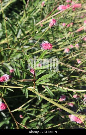 Sanguisorba officinalis ‘Pink Tanna’ große burnett Pink Tanna – Masse von zylindrischen Clustern von tiefrosa Blüten auf drahtige Stiele, Juli, England, Großbritannien Stockfoto