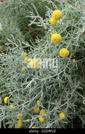 Santolina chamaecyparissus Baumwolle Lavendel – gelbe knopfartige Blüten und silbergraue, pinnaziert zerschnitzte Blätter, Juli, England, Großbritannien Stockfoto