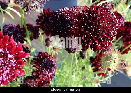 Scabiosa atropurpurea ‘Black Cat’ Scabious Black Cat – purpurrote Blüten mit weißen Staubfäden auf hohen, verwinkelte Stiele, Juli, England, Großbritannien Stockfoto