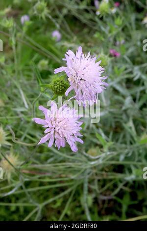 Scabiosa ‘Butterfly Blue’ Scabious Butterfly Blue – violette Nadelkissenblüten auf hohen Stielen, Juli, England, Großbritannien Stockfoto