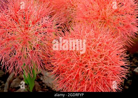 Scaxodus multiflorus Blood Lily – große kugelförmige Blütentrauben aus allium-ähnlichen Blüten mit sehr schmalen roten orangen Blütenblättern an sehr dicken Stielen, Juli, Großbritannien Stockfoto