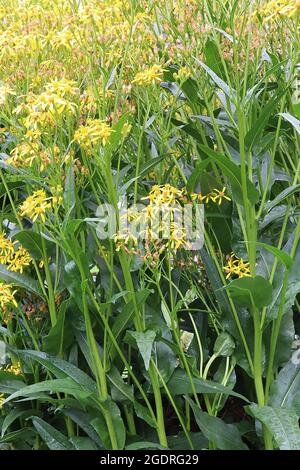 Senecio lanceus lance Senecio – Trauben von gelben Gänseblümchen-ähnlichen Blüten an sehr hohen Stielen, Juli, England, Großbritannien Stockfoto