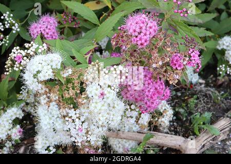 Spiraea japonica ‘Shirobana’ oder ‘Genpei’ japanische Spirea Shirobana – dichte Cluster rosa-weißer, salverförmiger Blüten und mittelgrüner Lanze Stockfoto