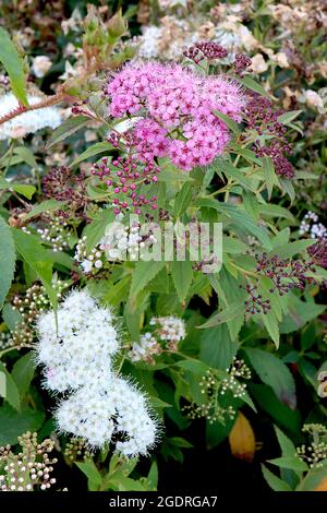 Spiraea japonica ‘Shirobana’ oder ‘Genpei’ japanische Spirea Shirobana – dichte Cluster rosa-weißer, salverförmiger Blüten und mittelgrüner Lanze Stockfoto