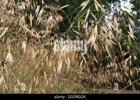 Stipa gigantea goldener Hafer – weit verteilte Buff-Goldspikelets in lockeren Rispen an sehr hohen grünen Stielen, Juli, England, Großbritannien Stockfoto