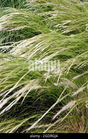 Stipa ichu peruanisches Federgras – lange federleichte, gebogene Federn aus silberweißen Blüten und schmalen, mittelgrünen Blättern, Juli, England, Großbritannien Stockfoto