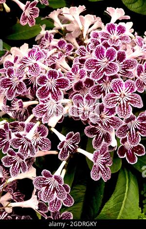 Streptocarpus ‘Polka Dot Purple’ Cape Primrose Polka Dot Purple - weiße, flachgestrichelte Blüten mit purpurroten Adern und purpurfarbenem Gestrüpp, Juli, England, UK Stockfoto