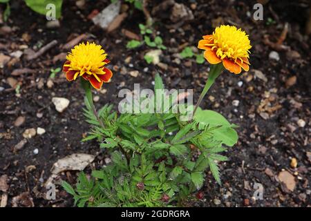 Tagesetes patula ‘Lilliput Orange Flame’ Französische Ringelblume Orange Flame – tiefrote Blütenblätter mit gelben Rändern, Krone aus gelben Scheibenblüten, Stockfoto