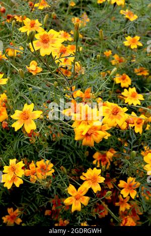 Tagetes tenuifolia ‘Golden Gem’ Signet Ringelblume Golden Gem – goldgelbe Blüten mit orangefarbenen Markierungen und eingekerbten Blütenblättern, Blütenkrone aus Orange Stockfoto