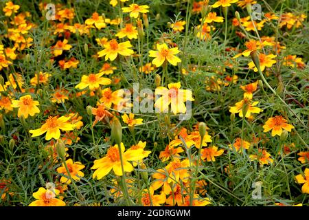 Tagetes tenuifolia ‘Golden Gem’ Signet Ringelblume Golden Gem – goldgelbe Blüten mit orangefarbenen Markierungen und eingekerbten Blütenblättern, Blütenkrone aus Orange Stockfoto