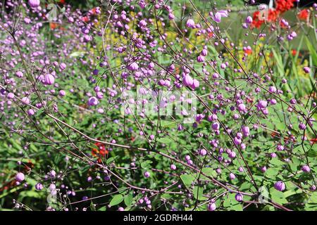 Thalictrum delavayi ‘Ankum’ Chinese Meadow rue Ankum – luftige Rispen aus hängenden Mauvenblüten mit langen, weiß gelb bestückten Staubgefäßen, hohen Stielen, Stockfoto