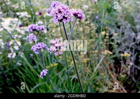 Verbena bonariensis purpetop Vervain – gewölbte, verzweigte Cluster winziger violetter Blüten an sehr hohen Stielen, Juli, England, Großbritannien Stockfoto