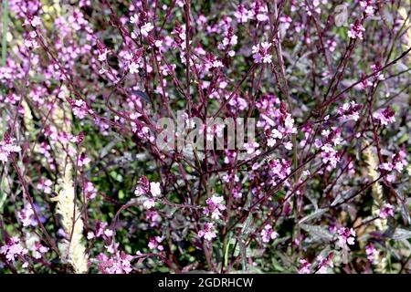 Verbena officinalis ‘Bampton’ gemeine Verbena / Vervain Bampton – kleine Haufen winziger rosa salbenförmiger Blüten auf hohen, drahtig-violetten Zweigen, Juli Stockfoto