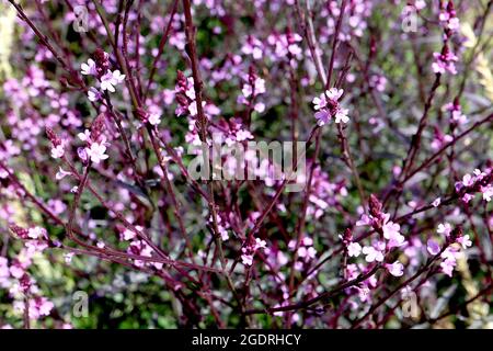 Verbena officinalis ‘Bampton’ gemeine Verbena / Vervain Bampton – kleine Haufen winziger rosa salbenförmiger Blüten auf hohen, drahtig-violetten Zweigen, Juli Stockfoto