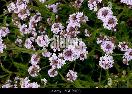 Verbena rigida f. lilacina ‘Polaris’ Verbena Polaris – kleine kugelförmige Cluster aus Lavendelblüten und starren stacheligen Blättern, kurzen Stielen Stockfoto