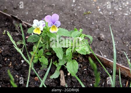 Viola arvensis Feldschwanziger – kleine violette und weiße Blüten mit gelbem Fleck und dunkelvioletten Whiskys, Juli, England, Großbritannien Stockfoto