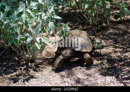 Wüstenschildkröte Wandern in der Wüste und auf der Suche nach Nahrung Stockfoto