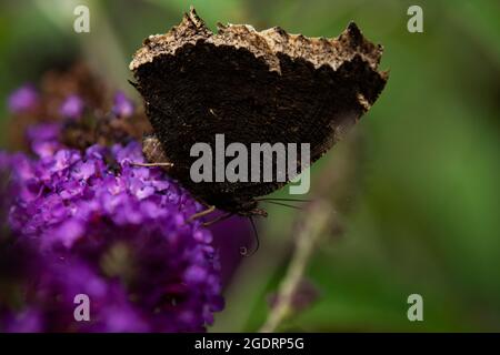 Ein traurender Mantel Schmetterling auf einer lila Wildblume. Nymphalis antiopa Stockfoto