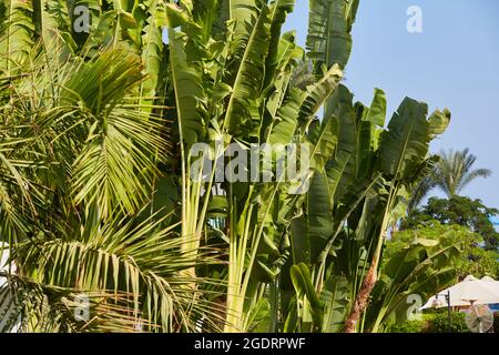 Abaca und Palmen. Bananenstauden Palmen an der Küste der Sinai-Halbinsel. Dattelpalme und Abaca in Ägypten. Stockfoto