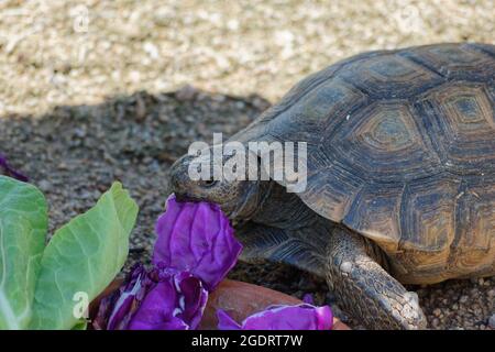 Wüstenschildkröte Wandern in der Wüste und auf der Suche nach Nahrung Stockfoto