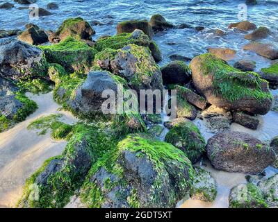 Auf glatten Felsen, die an einem Strand in Lahaina, Maui, Hawaii, gefunden werden, wächst reiches, dickes Meeresmoos. Stockfoto