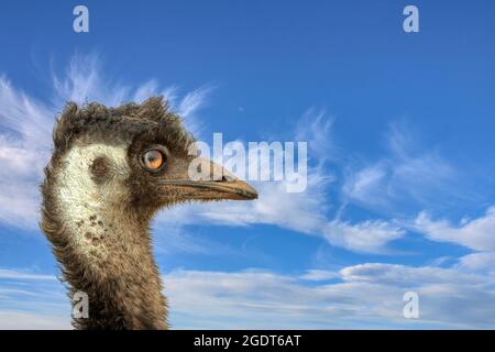 Emu Kopf mit blauem Himmel und bewölktem Hintergrund Stockfoto