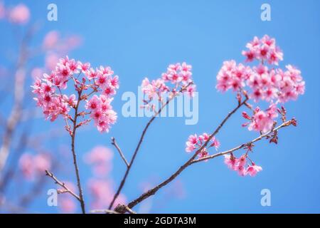 Rosa Wilde Himalaya-Kirschblüte mit klarem blauen Himmel Stockfoto