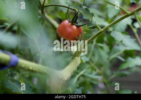 Symptome der Blütenendfäule auf Tomatenfrüchten. Kranke Tomaten. Nicht infektiöser Scheitelpunkt Rot. Stockfoto